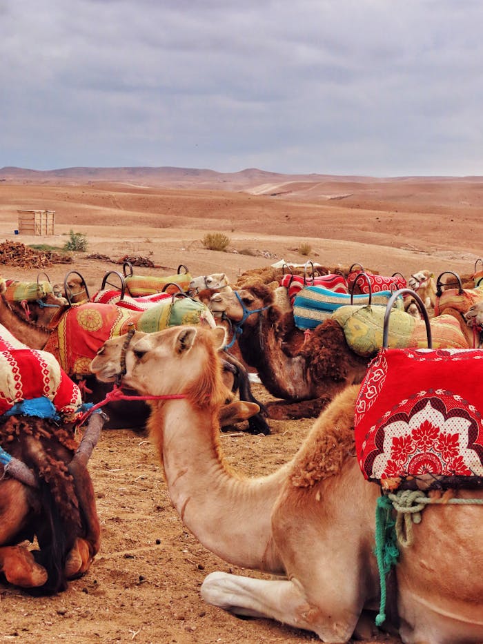 brand-03 A group of adorned camels sitting in a desert setting, highlighting their vibrant saddles.