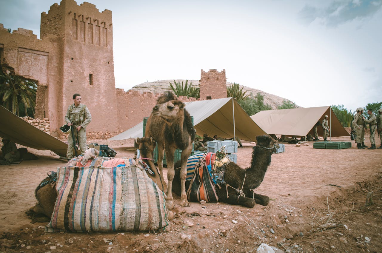 Military camp in a desert with camels and soldiers in uniform next to traditional tents.
